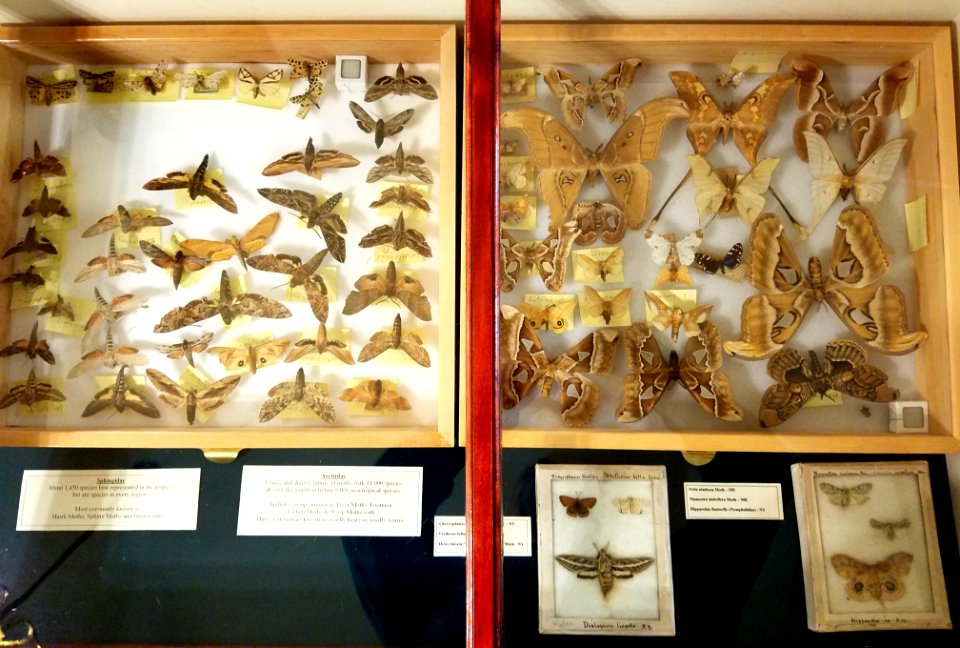 Moths - Pember Library and Museum - Granville, New York - 20180224 142010