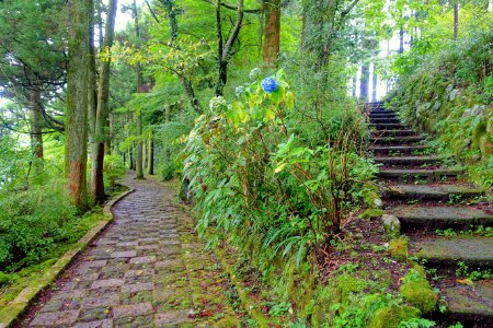 Motohakone-Kojiri path - Hakone, Japan - DSC05691