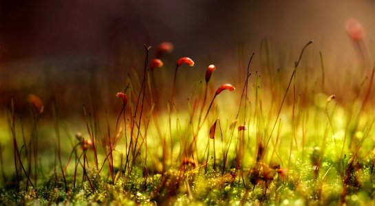 Mossy Forest Floor (60670374)