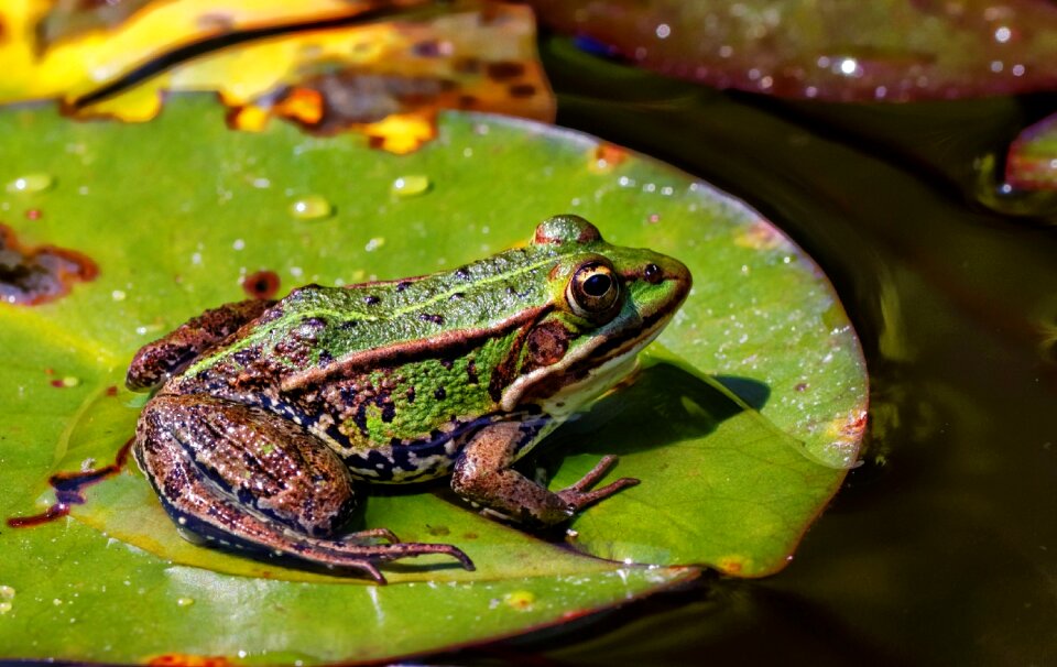 Amphibian water green photo