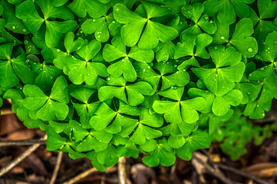 Spring abstract plants