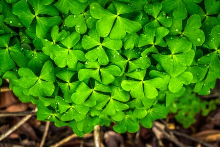 Spring abstract plants
