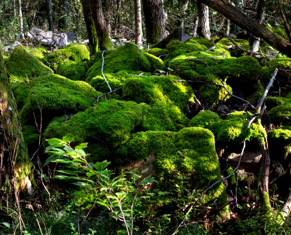 Mossy boulders at Myrstigen track 1