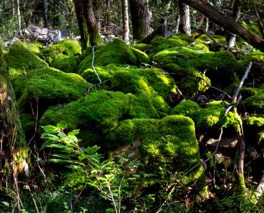 Mossy boulders at Myrstigen track 1