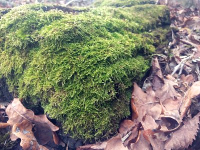 Mossy Bark (201072521)