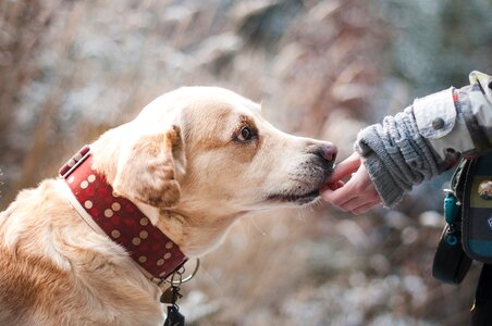 Trust labrador snout