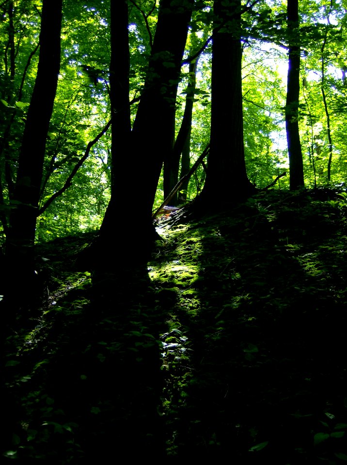 Mossy hillside, Frick Park, 2012-05-19