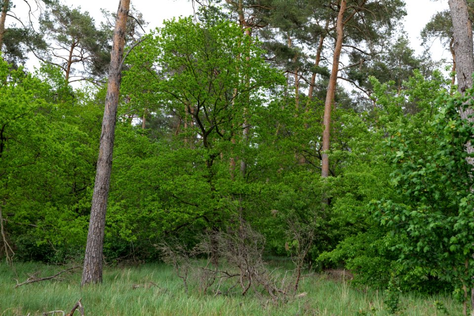 Mossberge 2020-05-15 64