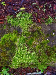 Mosses - Arlington, MA