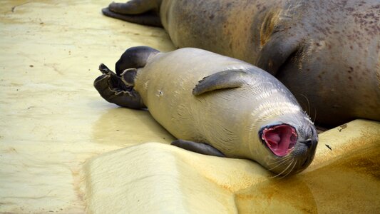 Tired seal station mammal