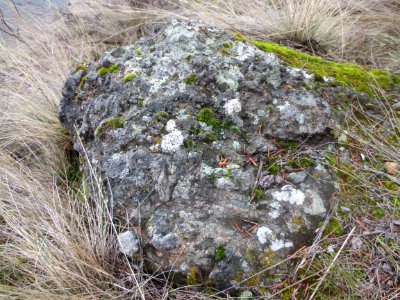 Mosses and lichens on a boulder in Knox Mountain Park during winter photo