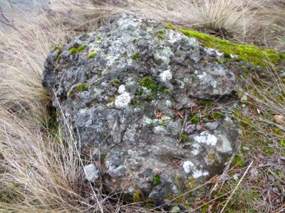 Mosses and lichens on a boulder in Knox Mountain Park during winter