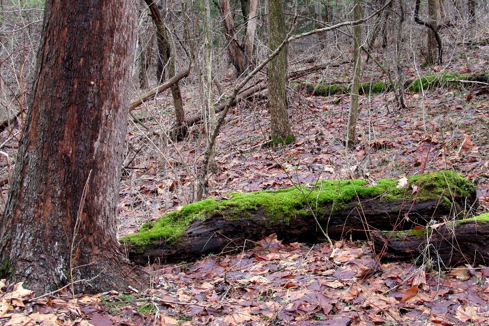 Moss-covered log, Seldom Seen, 2021-01-02, 01