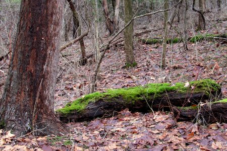 Moss-covered log, Seldom Seen, 2021-01-02, 01