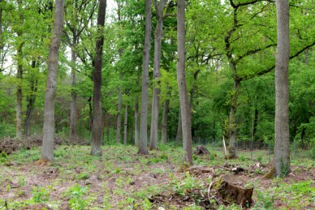 Mossberge 2020-05-15 51