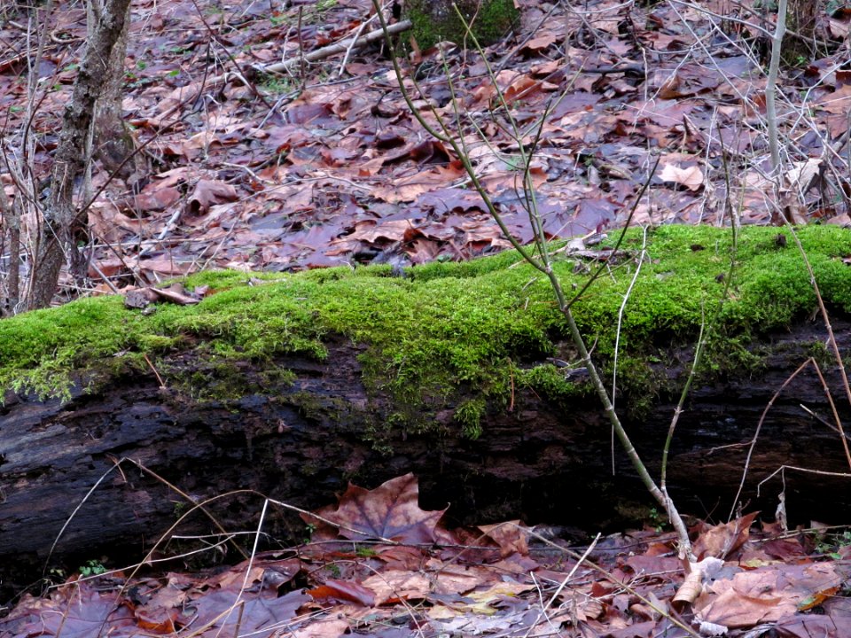 Moss-covered log, Seldom Seen, 2021-01-02, 02