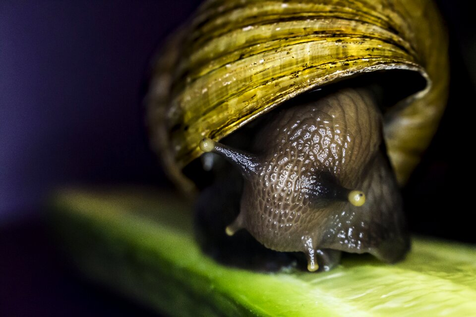 Shell slow wildlife