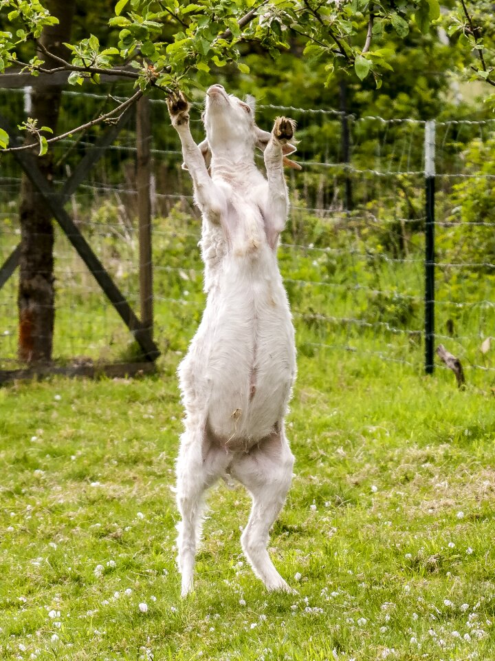 Livestock mammal nature
