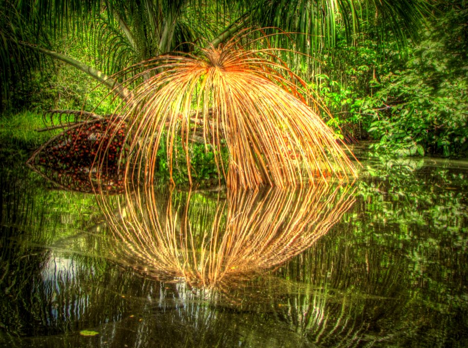 MorichePalmDryLeaf