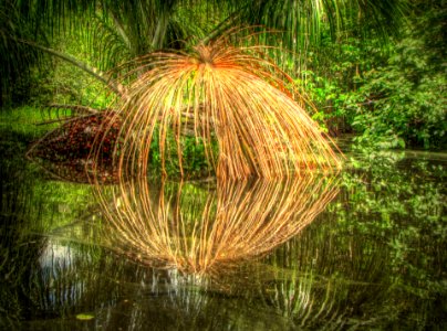 MorichePalmDryLeaf