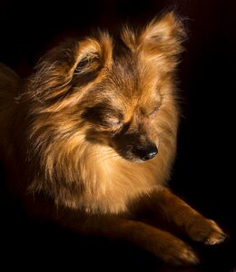 Walk asleep animal
