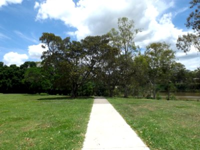 Moreton Bay figs and path at Sherwood Arboretum