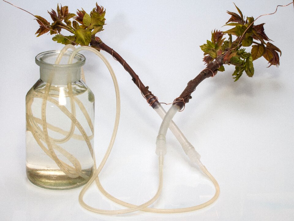 Branches vegetation cut glass bottle