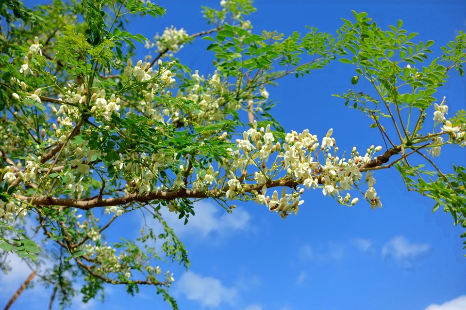 Moringa oleifera - Mounts Botanical Garden - Palm Beach County, Florida - DSC03815