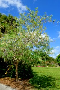 Moringa oleifera - Mounts Botanical Garden - Palm Beach County, Florida - DSC03811