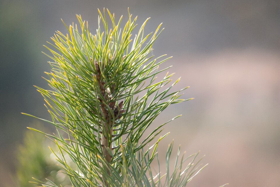 Needles pine cones tap