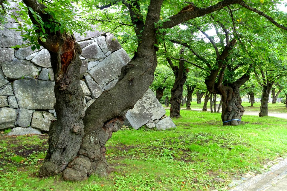 Morioka Castle - Iwate, Japan - DSC03920
