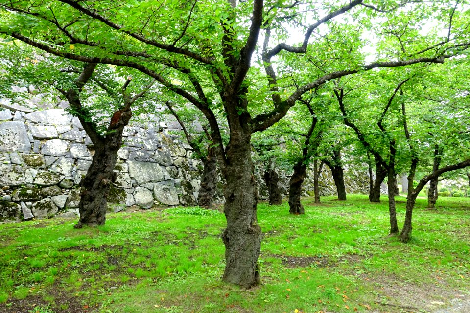 Morioka Castle - Iwate, Japan - DSC03922