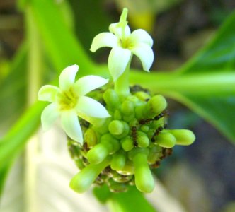 Morinda citrifolia Flower
