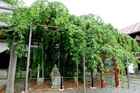 Morioka Drooping Cherry Tree, a National Natural Treasure - Ryukokuji Temple - Morioka, Iwate - DSC04239