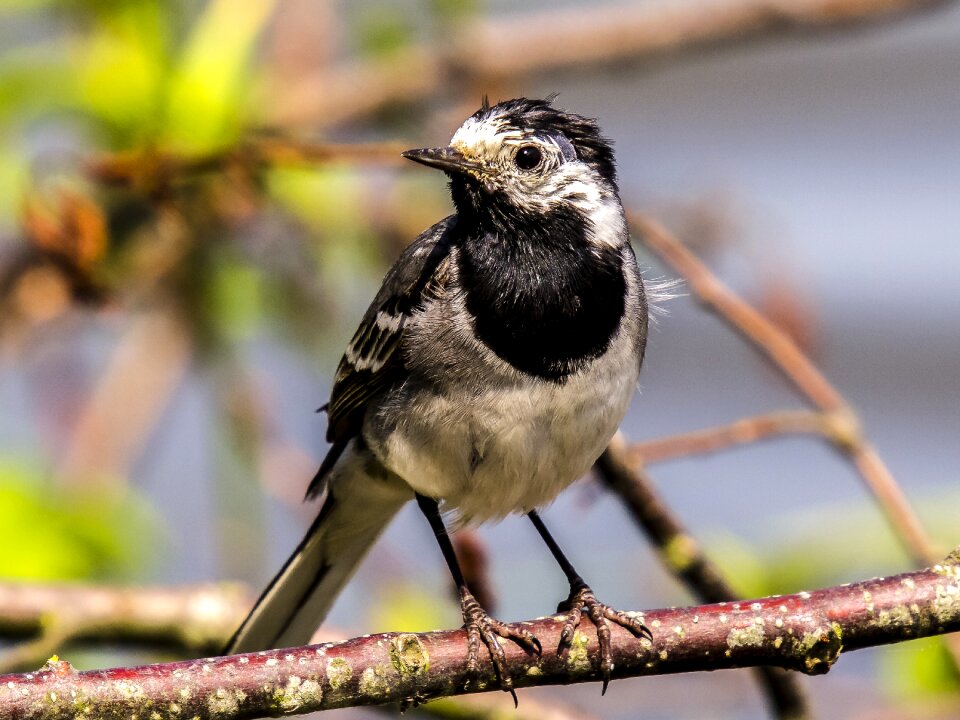 Songbird nature animal