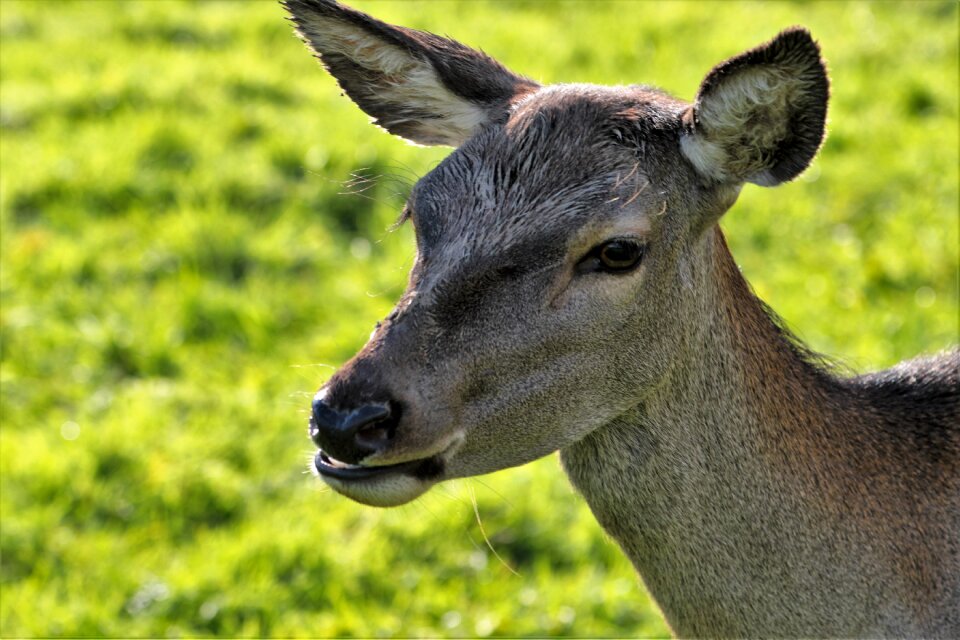 Nature wildlife mammal