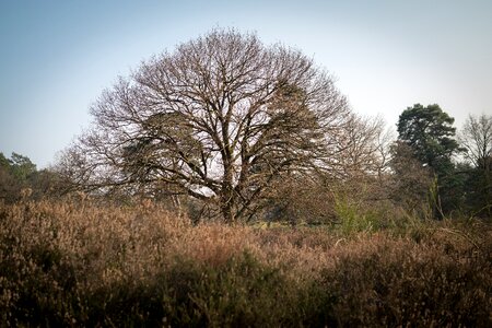 Erika heather tree photo