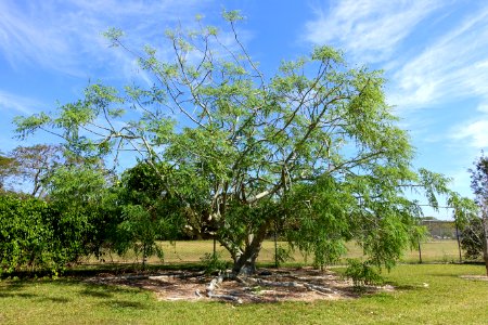 Moringa stenopetala - Fruit and Spice Park - Homestead, Florida - DSC08808