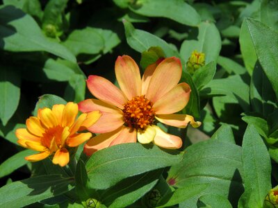 Orange green garden photo