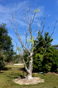 Moringa drouhardii - Fruit and Spice Park - Homestead, Florida - DSC08799
