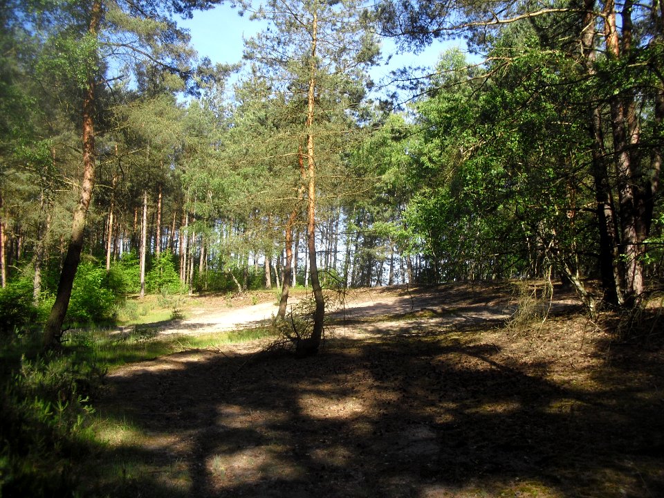Moosheide - Düne - 2