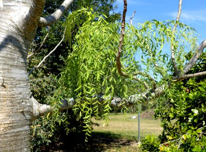 Moringa drouhardii - Fruit and Spice Park - Homestead, Florida - DSC08804