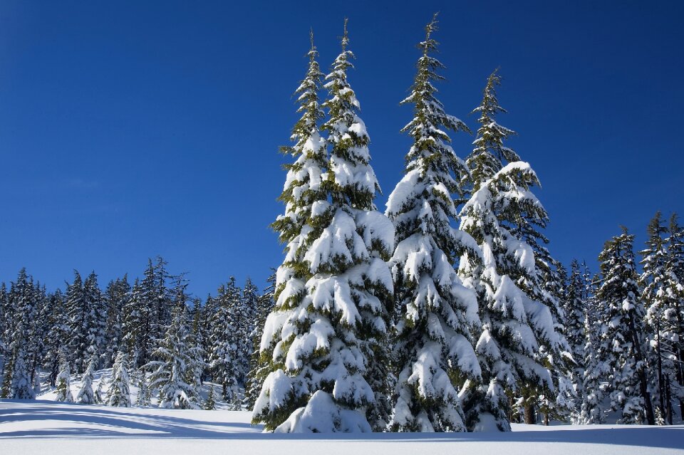 Covering evergreens mount bachelor