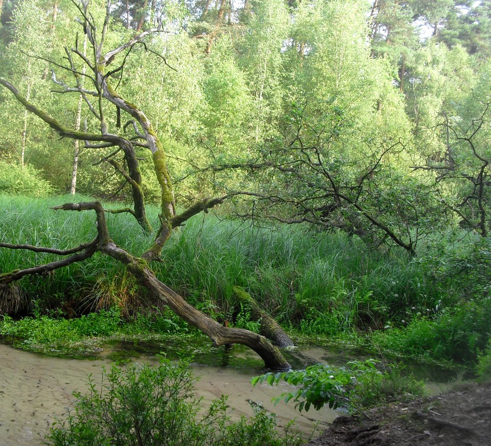 Moosheide- Emstal - 3