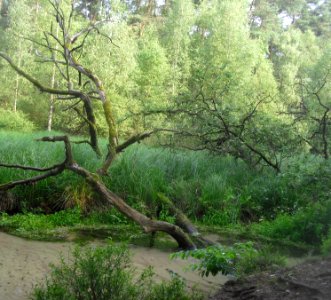 Moosheide- Emstal - 3