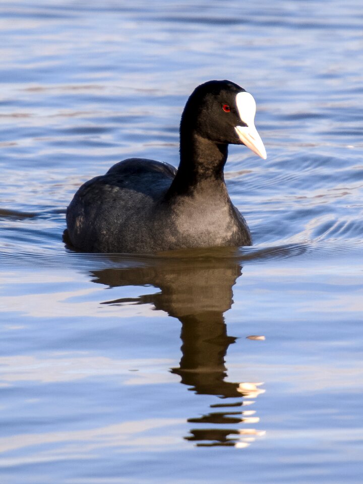Water bird nature animal