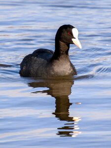 Water bird nature animal