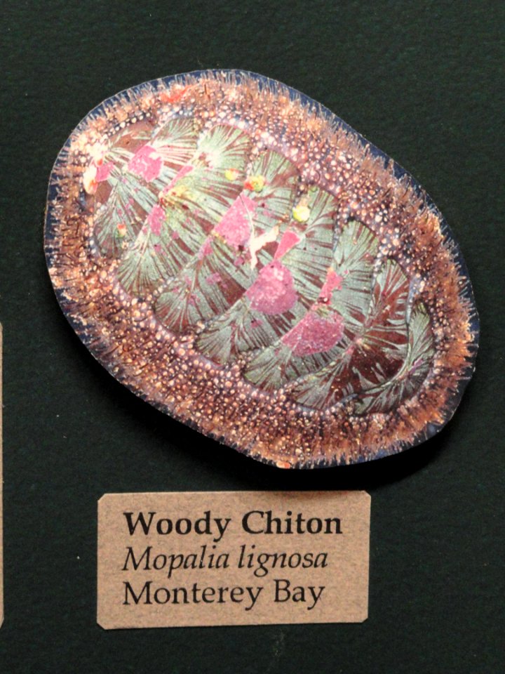 Mopalia lignosa - Pacific Grove Museum of Natural History - DSC06670