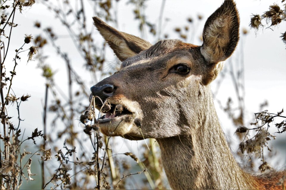 Nature wildlife mammal