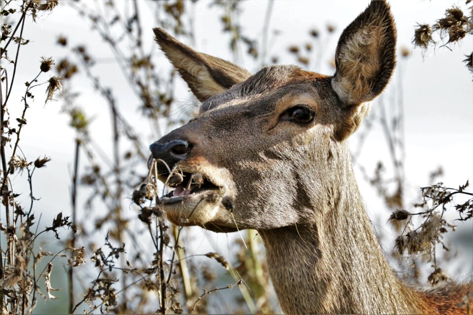 Nature wildlife mammal photo